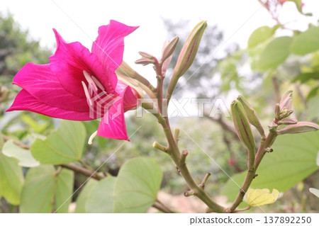 Bauhinia flower plant on farm Bauhinia flower plant on farm 137892250