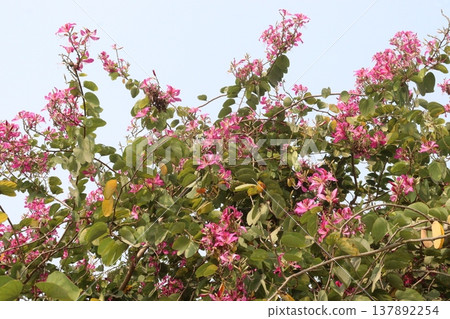 Bauhinia flower plant on farm Bauhinia flower plant on farm 137892254
