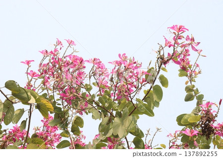 Bauhinia flower plant on farm 137892255