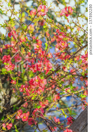 Chaenomeles flowers blooming in spring garden with sunlight and soft bokeh, spring floral background. Concept of renewal growth nature Chaenomeles blossom spring Chaenomeles flowers blooming in spring garden with sunlight and soft bokeh, spring floral background. Concept of renewal growth nature Chaenomeles blossom spring 137892280