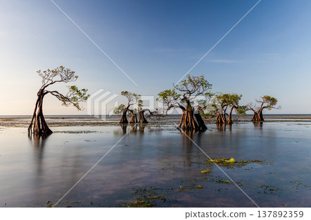 Beautiful tropical beach sea and ocean with mangrove tree on blue sky and white cloud 137892359