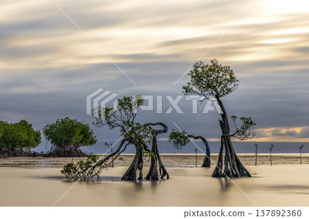 Beautiful tropical beach sea and ocean with mangrove tree on blue sky and white cloud 137892360