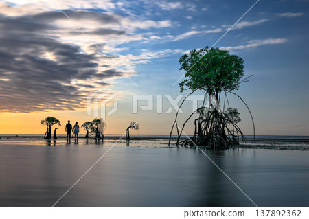 Beautiful tropical beach sea and ocean with mangrove tree on blue sky and white cloud Beautiful tropical beach sea and ocean with mangrove tree on blue sky and white cloud 137892362