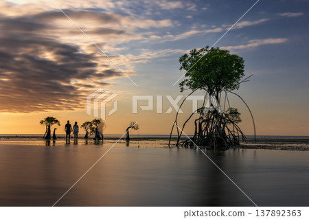 Beautiful tropical beach sea and ocean with mangrove tree on blue sky and white cloud 137892363