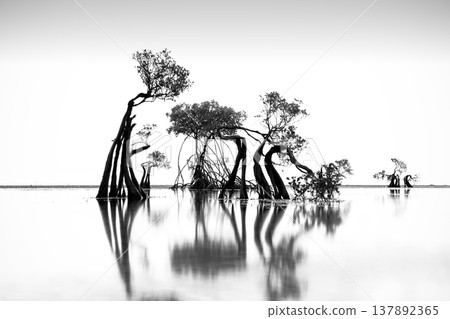 Beautiful tropical beach sea and ocean with mangrove tree on blue sky and white cloud 137892365
