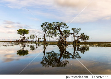 Beautiful tropical beach sea and ocean with mangrove tree on blue sky and white cloud 137892366