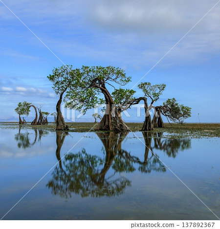 Beautiful tropical beach sea and ocean with mangrove tree on blue sky and white cloud Beautiful tropical beach sea and ocean with mangrove tree on blue sky and white cloud 137892367