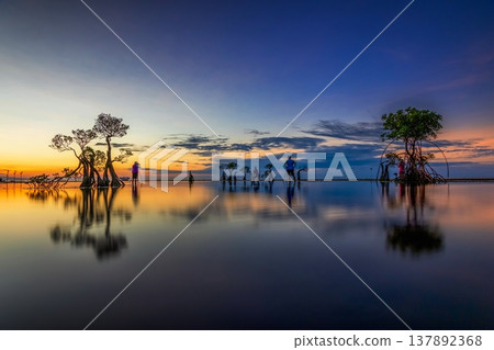 sun set and mangrove tree 137892368