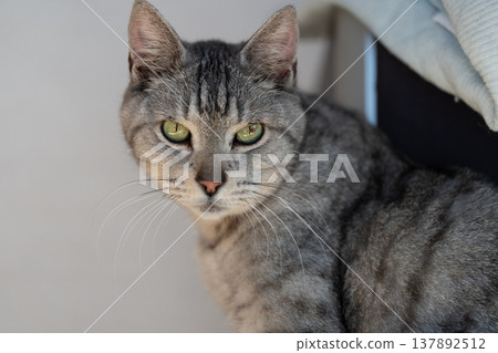 The staring cat, the Sabatra cat The staring cat, the Sabatra cat 137892512