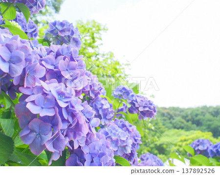 Purple hydrangea flowers during the rainy season Purple hydrangea flowers during the rainy season 137892526
