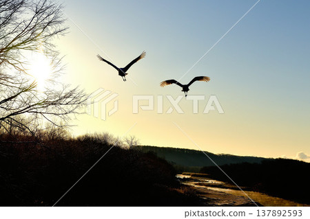 Cranes dancing in the morning sun Cranes dancing in the morning sun 137892593