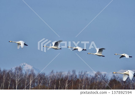A flock of swans flying in the winter sky A flock of swans flying in the winter sky 137892594