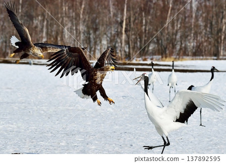 White-tailed bird charge White-tailed bird charge 137892595