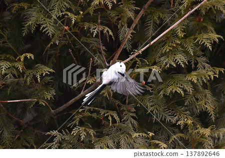 Long-tailed tit flying upside down Long-tailed tit flying upside down 137892646