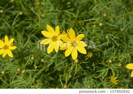 Whorled tickseed 137892692