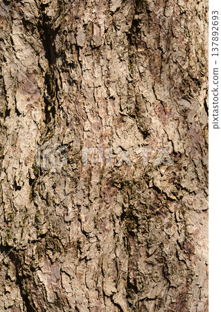 Handkerchief tree Handkerchief tree 137892693