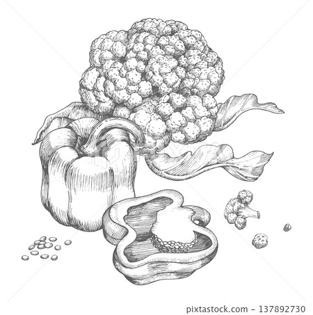 Composition of the bell peppers and cauliflower. Vector ink styled handmade illustration. For packaging design, cards, cover, prints, product labels and fabric. Composition of the bell peppers and cauliflower. Vector ink styled handmade illustration. For packaging design, cards, cover, prints, product labels and fabric. 137892730