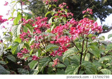 Bleeding heart vine or Flaming Glorybower flower and ornamental plant Bleeding heart vine or Flaming Glorybower flower and ornamental plant 137892780