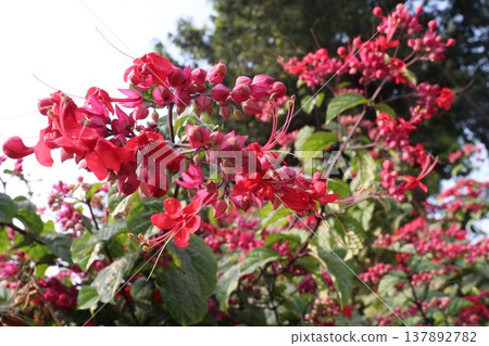 Bleeding heart vine or Flaming Glorybower flower and ornamental plant Bleeding heart vine or Flaming Glorybower flower and ornamental plant 137892782