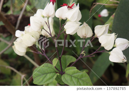 Bleeding heart vine or Flaming Glorybower flower and ornamental plant Bleeding heart vine or Flaming Glorybower flower and ornamental plant 137892785