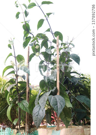 Bleeding heart vine or Flaming Glorybower flower and ornamental plant 137892786