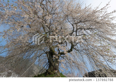 Cherry blossoms in full bloom in the tranquil countryside Cherry blossoms in full bloom in the tranquil countryside 137892788