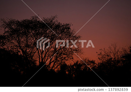 Tree silhouettes against a warm sunset sky with orange gradient tones creating a natural landscape that reflects a calm evening atmosphere. Tree silhouettes against a warm sunset sky with orange gradient tones creating a natural landscape that reflects a calm evening atmosphere. 137892839