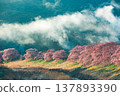 靜岡的河津櫻花 137893390