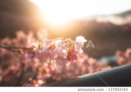 Beautiful light and cherry blossoms just beginning to bloom Beautiful light and cherry blossoms just beginning to bloom 137893393