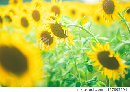 Summer's tired sunflowers Summer's tired sunflowers 137893394