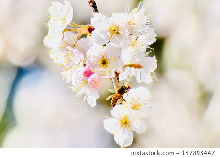 Honeybees collecting nectar from cherry blossoms 137893447