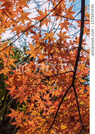 [Autumn gradation] 137893456