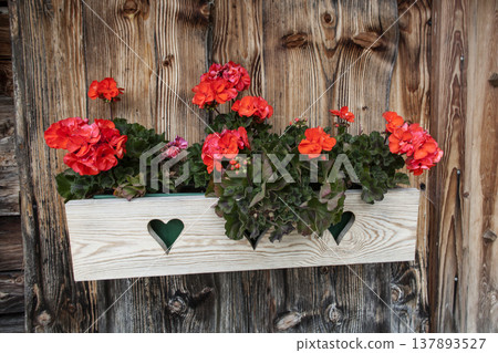 Red flowers on a wooden flower box in front of a mountain hut 137893527