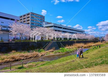 從東京稻木市三澤川濱水公園眺望三澤川櫻花走廊 137893569