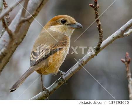 Female Bull-headed Shrike perched on a branch Female Bull-headed Shrike perched on a branch 137893650