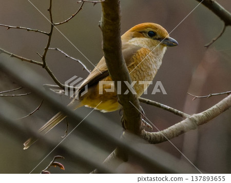Female Bull-headed Shrike perched on a branch Female Bull-headed Shrike perched on a branch 137893655