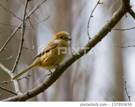 Female Bull-headed Shrike perched on a branch Female Bull-headed Shrike perched on a branch 137893656