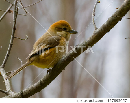 Female Bull-headed Shrike perched on a branch Female Bull-headed Shrike perched on a branch 137893657