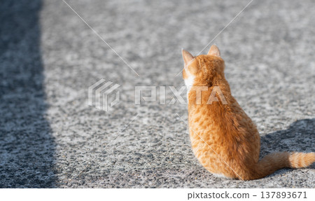 The back view of a sitting kitten The back view of a sitting kitten 137893671