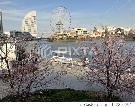 The early-blooming cherry blossoms are in full bloom in Minato Mirai. The early-blooming cherry blossoms are in full bloom in Minato Mirai. 137893794