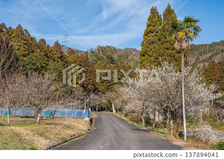 滋賀郡長濱市西淺井町琵琶湖北部的鄉村景觀 滋賀郡長濱市西淺井町琵琶湖北部的鄉村景觀 137894041