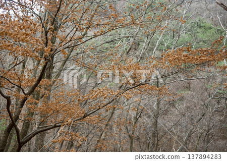 Mungyeongsaejae Mungyeongsaejae 137894283