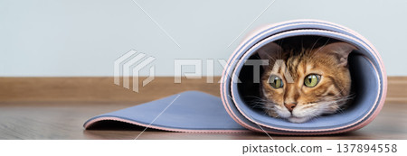 Bengal cat inside rolled yoga mat on wooden floor 137894558