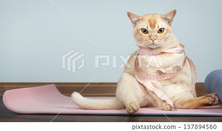 Overweight burmese cat with measuring tape on yoga mat 137894560