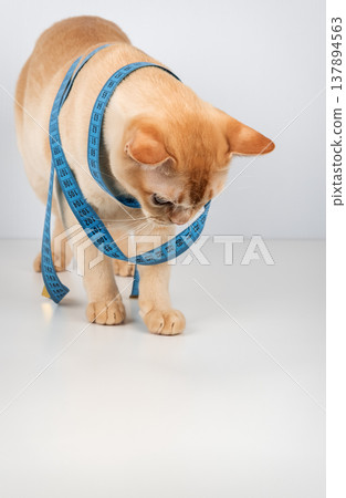 Cat with measuring tape concept of pet diet and weight control 137894563