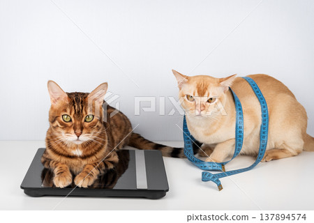 Two cats on digital scale with measuring tape weight control concept Two cats on digital scale with measuring tape weight control concept 137894574