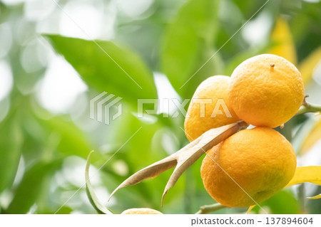 Sudachi berries on a tree that has changed color Sudachi berries on a tree that has changed color 137894604