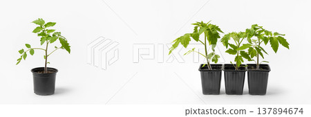 Young tomato seedlings growing in black cups on a gray background. Growing eco-friendly plants at home. Concept of gardening, spring, harvest. Young tomato seedlings growing in black cups on a gray background. Growing eco-friendly plants at home. Concept of gardening, spring, harvest. 137894674