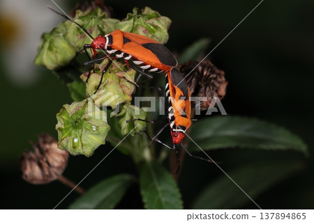 Living creatures, insects: The red-spotted stink bug (Mecopoda elongata) appears to have two types of wings: one with only red leathery parts and another with black markings. Living creatures, insects: The red-spotted stink bug (Mecopoda elongata) appears to have two types of wings: one with only red leathery parts and another with black markings. 137894865