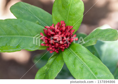 中華龍船花（Ixora chinensis）又稱龍船花（茜草科）。 137894866